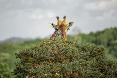 1-Day Arusha National Park Day Trip with Walking Safari gallery image
