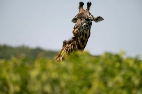 1-Day Arusha National Park Day Trip with Walking Safari gallery image