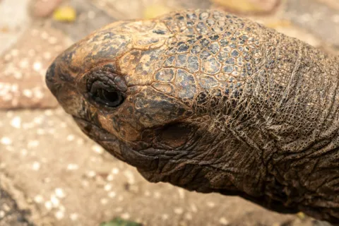 1-Day Zanzibar Prison Island Half-Day Tortoise Tour gallery image