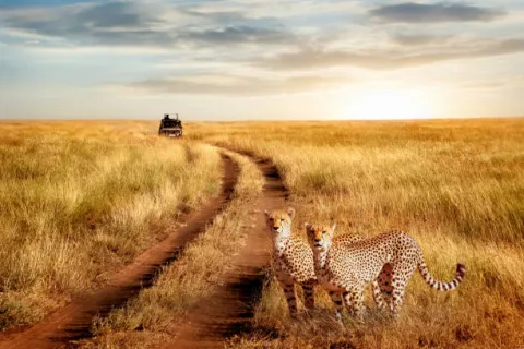 3-Day Masai Mara Budget Safari – Big Five Wildlife gallery image