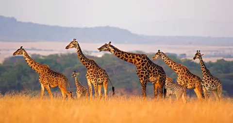 7-Day Classic Safari: Lake Nakuru, Lake Naivasha and Maasai M gallery image