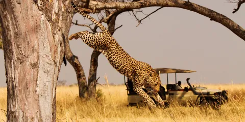 10-Day Masai Mara to Serengeti Via Isebania gallery image
