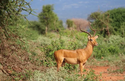 4-Day Tsavo East Untamed Wilderness Safari gallery image