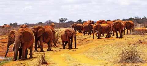 4-Day Tsavo East Untamed Wilderness Safari gallery image