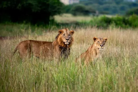 1-Day Nairobi National Park Day Tour gallery image