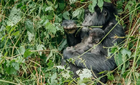 3-Day Rwanda Uganda Gorilla Trekking Tour gallery image