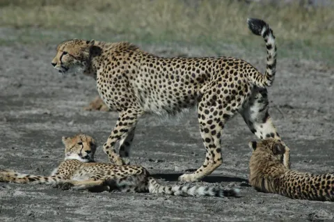 11-Day Elephant Safari Experience gallery image