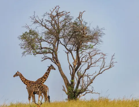14-Day Kenya and Tanzania Combined Group Tour gallery image
