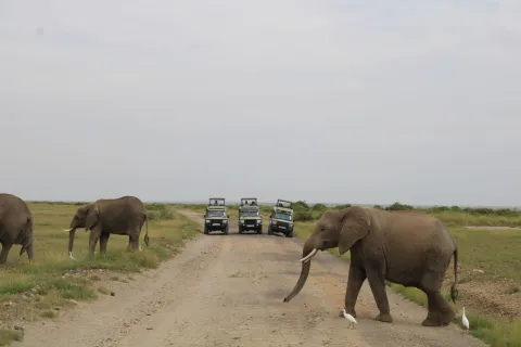 6-Day Blissful Adventure-Mara, Nakuru, Amboseli gallery image