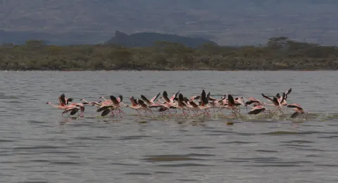 6-Day Blissful Adventure-Mara, Nakuru, Amboseli gallery image
