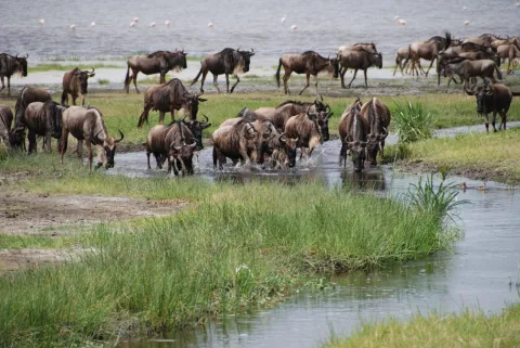 7-Day Amazing Kenya Safari gallery image