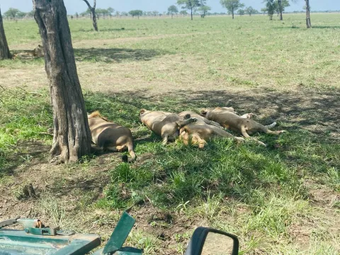 4-Day Nyerere (selous) Park Safari from Dar Es Salaam gallery image