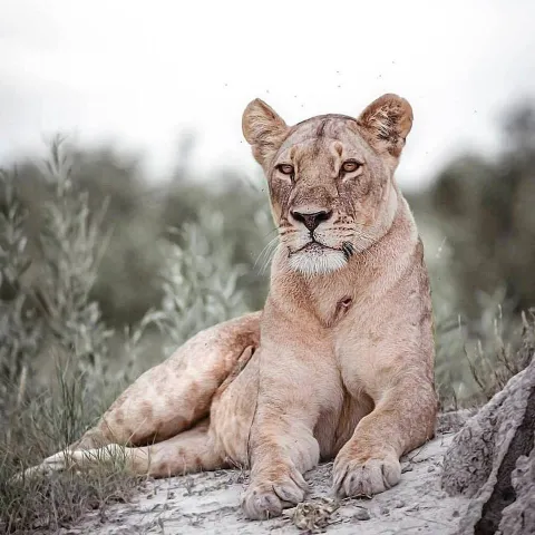 4-Day The Big Five Wildness Quest gallery image