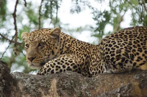 4-Day The Big Five Wildness Quest gallery image