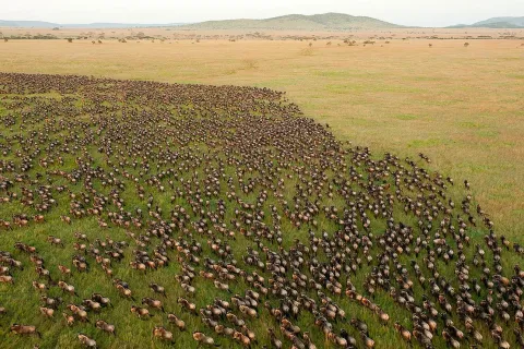 6-Day The Great Serengeti Migrations Encounter gallery image