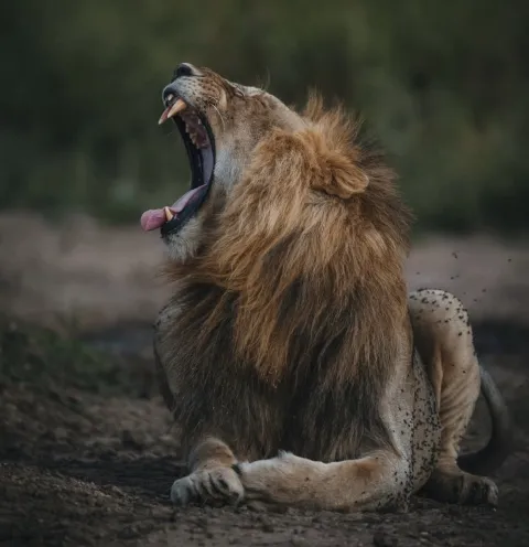 2-Day Safari Short Experience Tarangire & Ngorongoro Crater gallery image