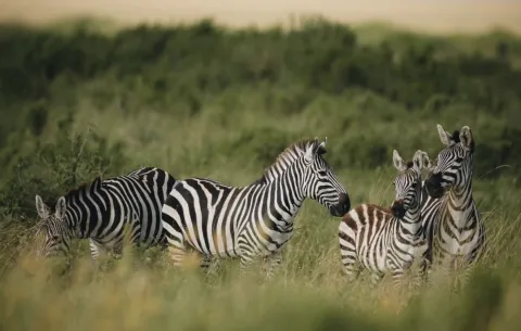2-Day Safari Short Experience Tarangire & Ngorongoro Crater gallery image
