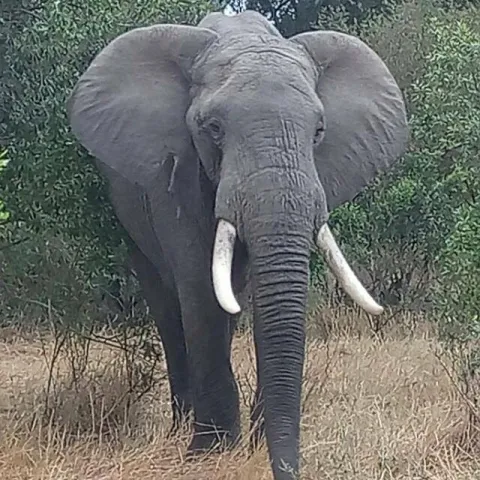 7-Day Masai Mara,lake Nakuru,lake Naivasha,amboseli gallery image
