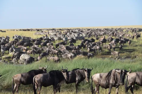 4-Day Ndutu Migration Safari Tanzania gallery image