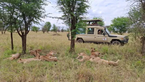 3-Day Masai Mara Flying Inn Safrari gallery image