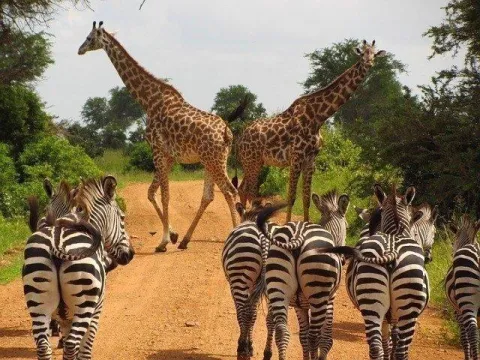 1-Day Serval Wildlife Explore gallery image