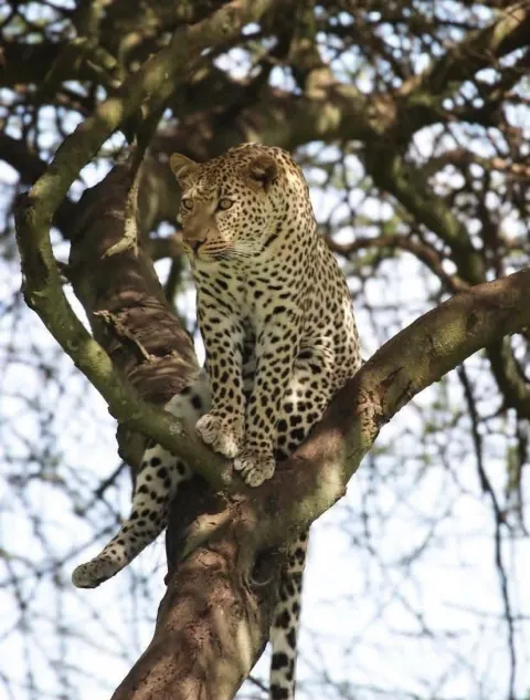 11-Day Northern Circle Circuit Tanzania National Parksp gallery image
