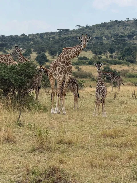 11-Day Northern Circle Circuit Tanzania National Parksp gallery image