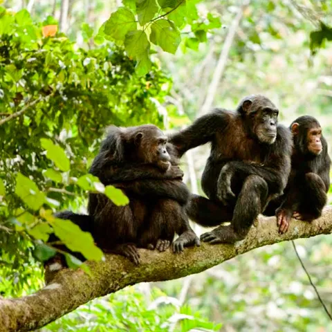 2-Day Gombe National Park: FLY from Dar Es Salaam gallery image