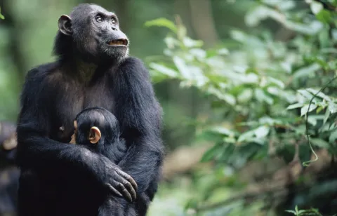 2-Day Gombe National Park: FLY from Dar Es Salaam gallery image