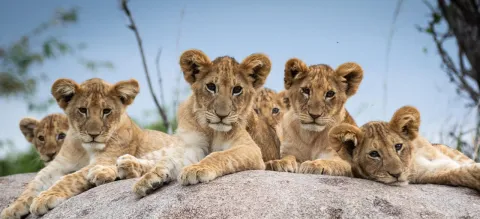 1-Day Mikumi Day Safari from Zanzibar gallery image