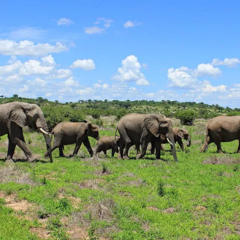 1-Day Mikumi Day Safari from Zanzibar gallery image