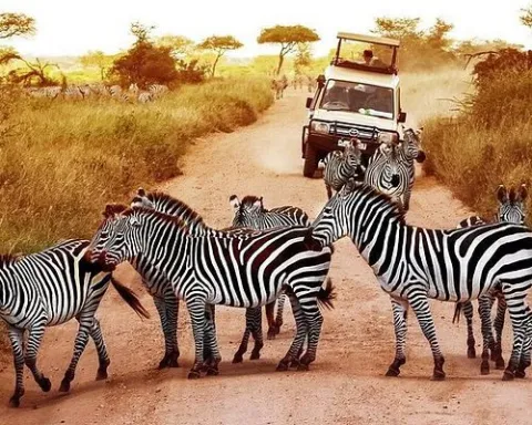 1-Day Mikumi Day Safari from Zanzibar gallery image