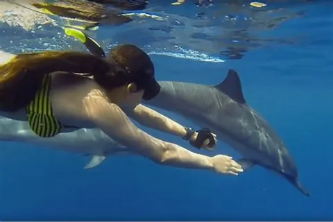 1-Day Mnemba Island Snorkeling & Dolphins Tours Zanzibar gallery image