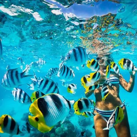 1-Day Mnemba Island Snorkeling & Dolphins Tours Zanzibar gallery image