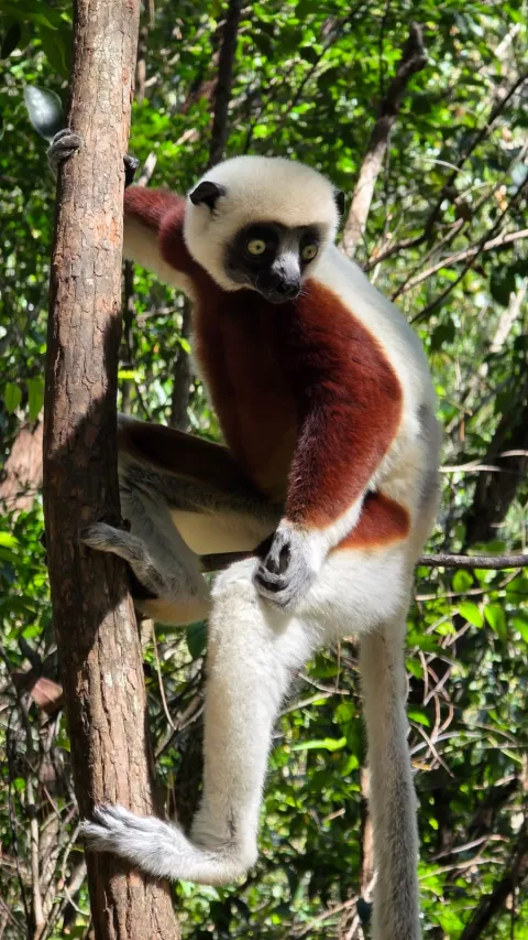 5-Day Andasibe Wildlife Tour with Palmarium Reserve gallery image