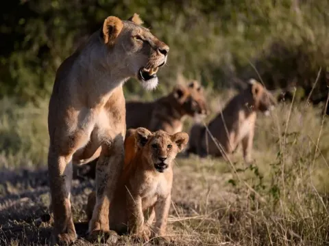 3-Day Adventure Safari to Murchison Falls National Park gallery image