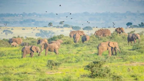 4-Day Uganda Express Gorilla and Chimpanzee Safari gallery image
