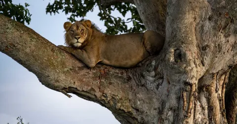 5-Day Queen Elizabeth NP and Bwindi National Park Safari gallery image