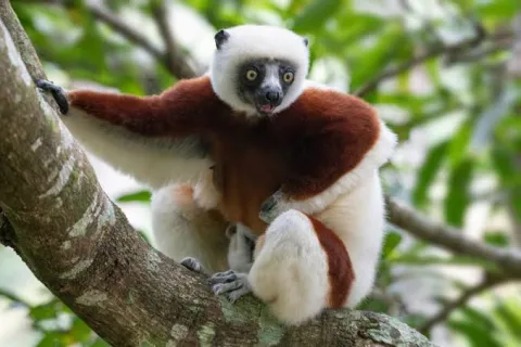 14-Day Tour to Tsingy Park Baobab Andasibe with Nosy Be gallery image