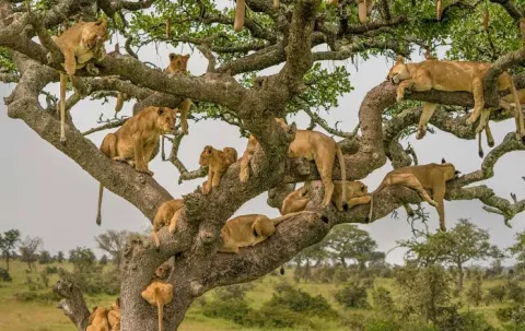 6-Day Tanzania Cultural & Wildlife Safari Including Serengeti gallery image