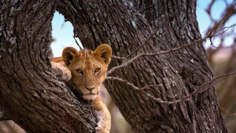 6-Day Tanzania Cultural & Wildlife Safari Including Serengeti gallery image