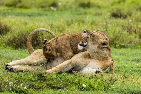 7-Day Tanzania Wildlife Safari: Serengeti and Ngorongoro gallery image