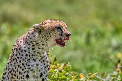 7-Day Tanzania Wildlife Safari: Serengeti and Ngorongoro gallery image