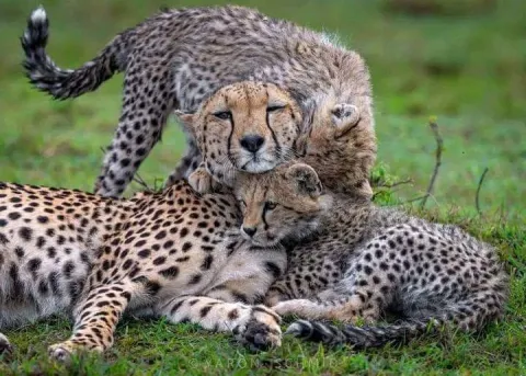 5-Day Tanzania Safari Adventure: Tarangire, Serengeti & Ngoro gallery image