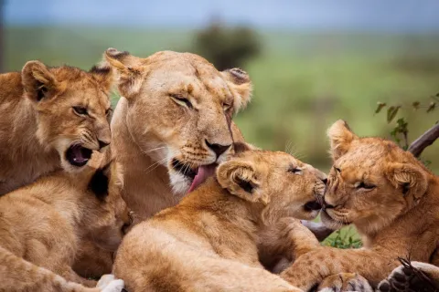 5-Day Tanzania Safari Adventure: Tarangire, Serengeti & Ngoro gallery image