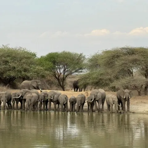 5-Day Tanzania Safari Adventure: Tarangire, Serengeti & Ngoro gallery image