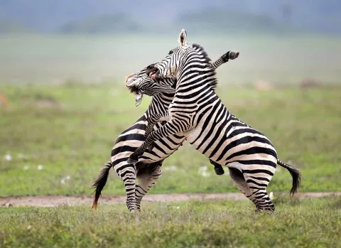 5-Day Tanzania Safari Adventure: Tarangire, Serengeti & Ngoro gallery image