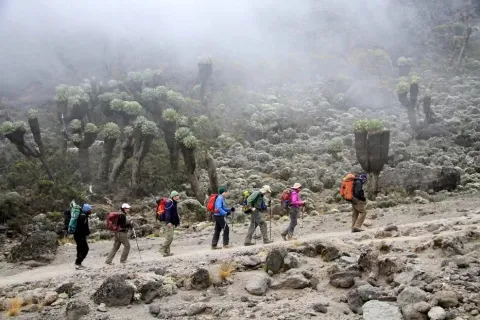 9-Day Mount Kilimanjaro Climbing Adventure Via the Northern C gallery image