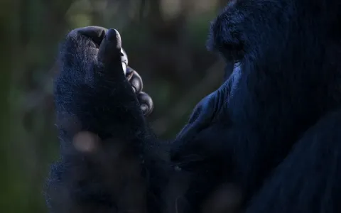 3-Day Bwindi Mountain Gorilla Trekking Safari gallery image