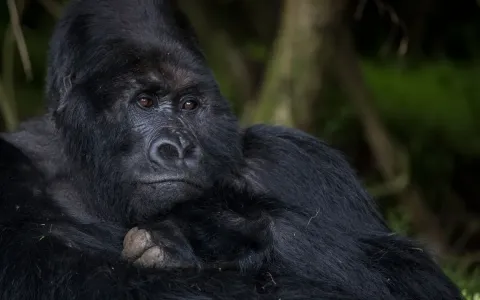 3-Day Bwindi Mountain Gorilla Trekking Safari gallery image
